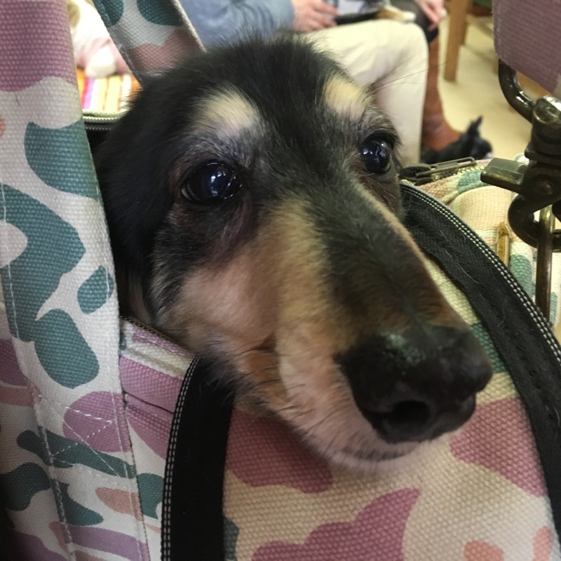 【今日の里帰りワンコ🐶Mダックスのダイスケ君💕】＆支援物資をありがとうございます💑